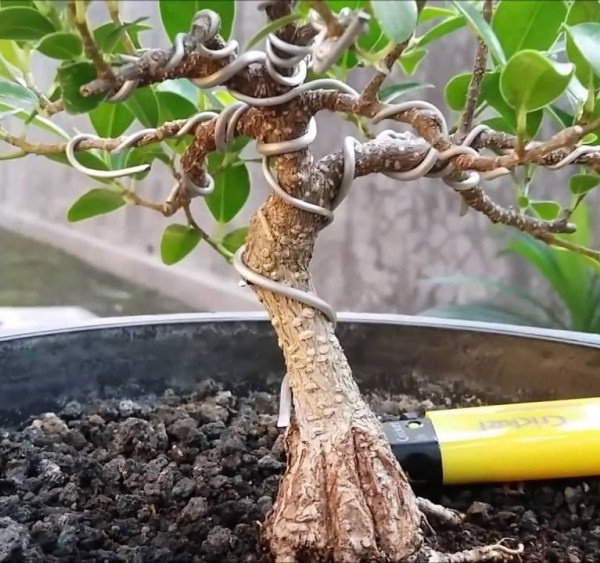 Jaga Asupan Nutrisi dari Bonsai Beringin dengan Pemberian 