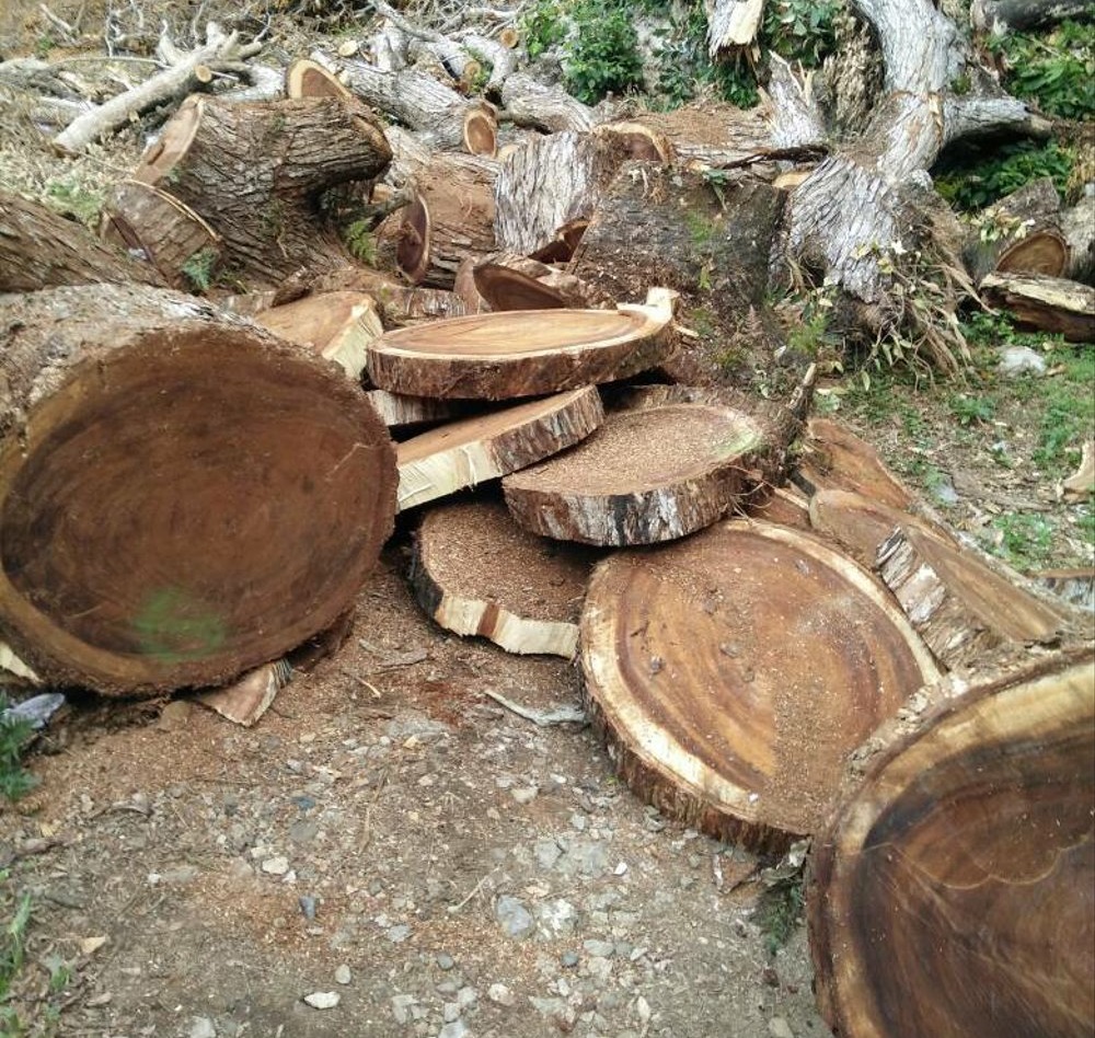 kayu trebesi