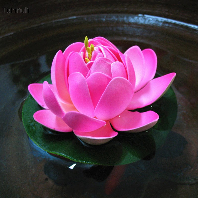 Menanam Bunga Lotus dan Manfaatnya SAKTI DESAIN