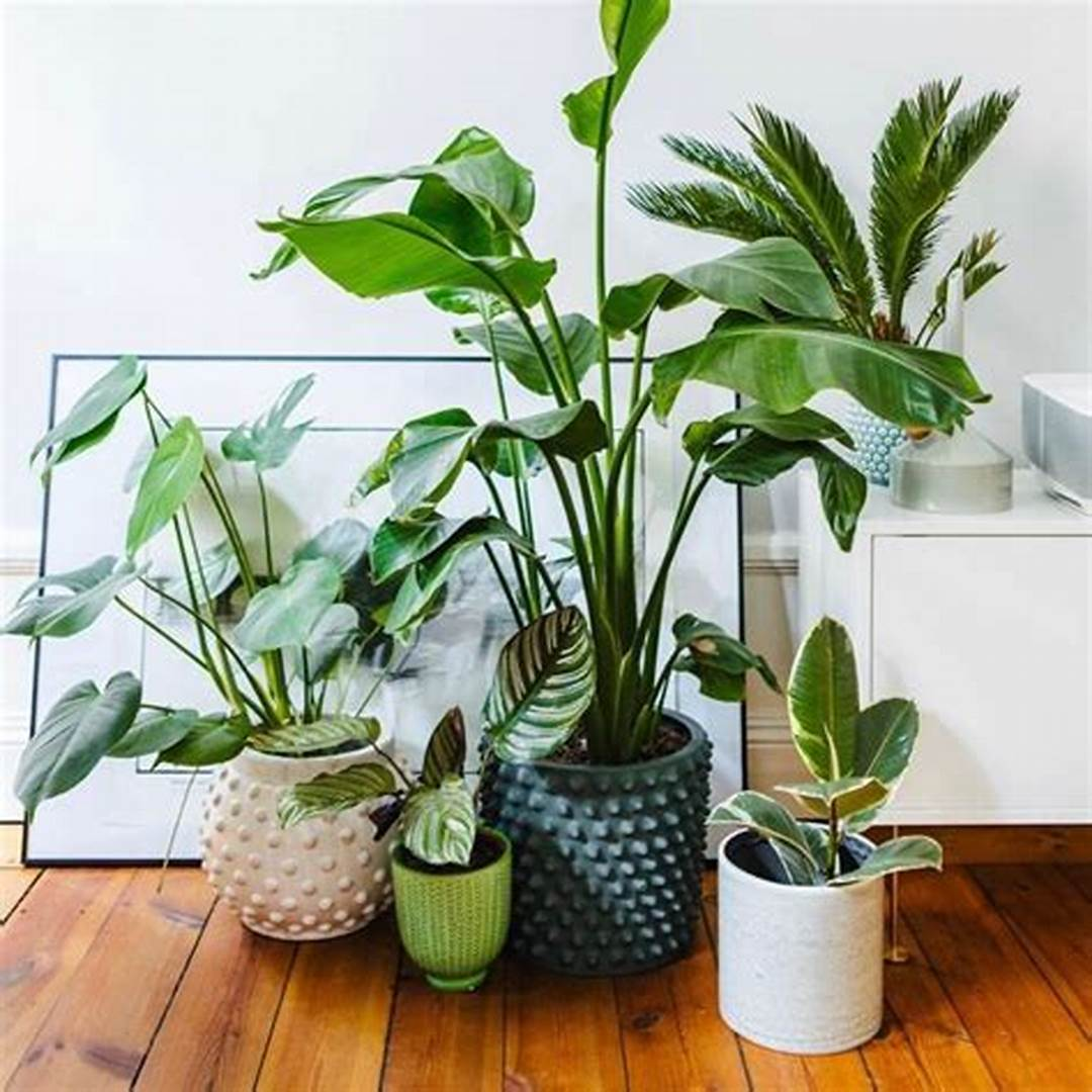 Cara Merawat Tanaman Hias Dalam Ruangan yang Baik SAKTI DESAIN