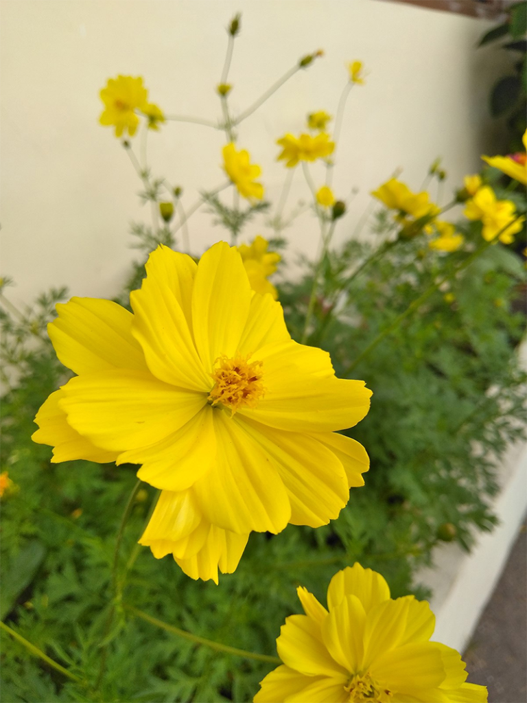 tanaman hias kuning